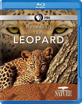 揭密美洲豹 Revealing the Leopard