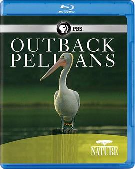 内地鹈鹕 Nature: Outback Pelicans