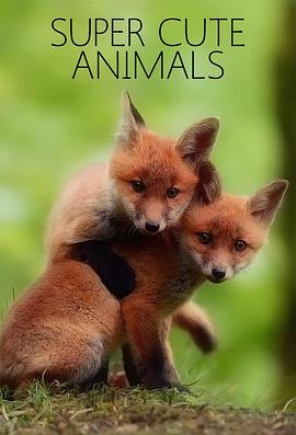 超萌动物 Super Cute Animals