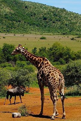 了不起的非洲公园 第一季 Great Parks of Africa Season 1