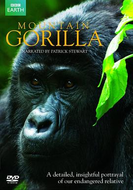 山地大猩猩 Mountain Gorilla