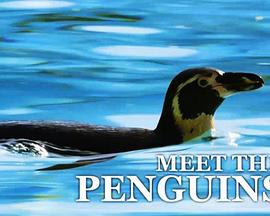遇见企鹅 Meet the Penguins