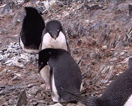 野生动物的秘密 第二季 Wild Secrets Season 02