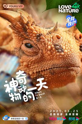 神奇动物的一天 第一季 Dawn to dusk Season 1